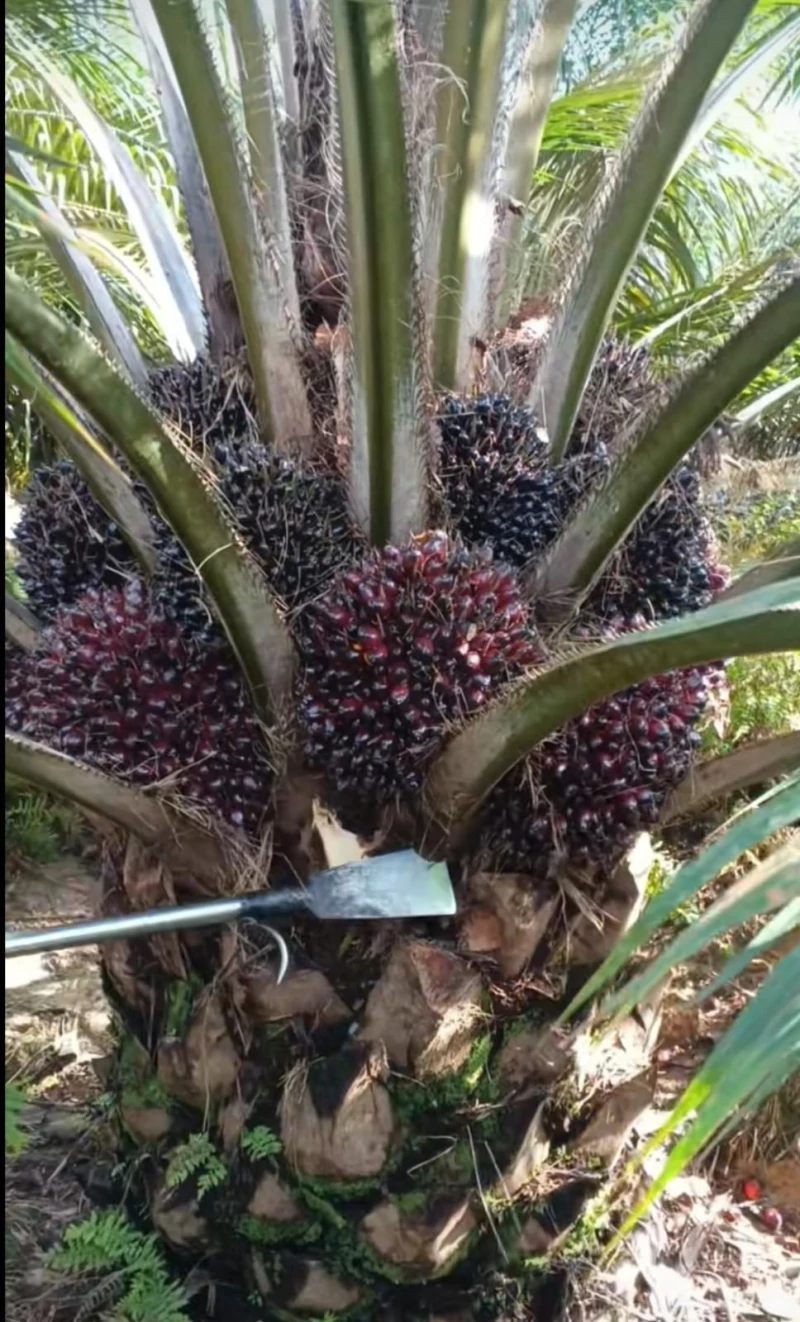 Pupuk Booster Sawit Premium