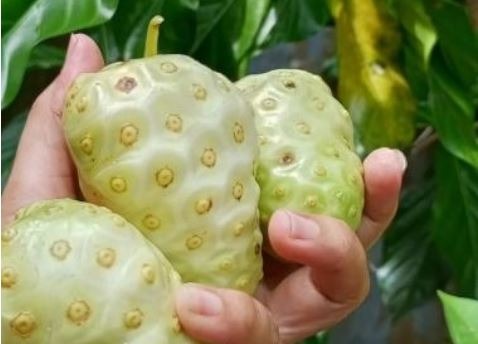 5 Kandungan Mengkudu yang Berperan untuk Diabetes