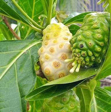 Manfaat Herbal Mengkudu Menghilangkan Kebas & Kesemutan