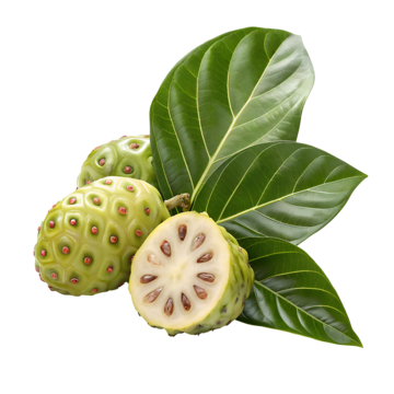 Fakta Menarik: Mengkudu Efektif Mengatasi Diabetes