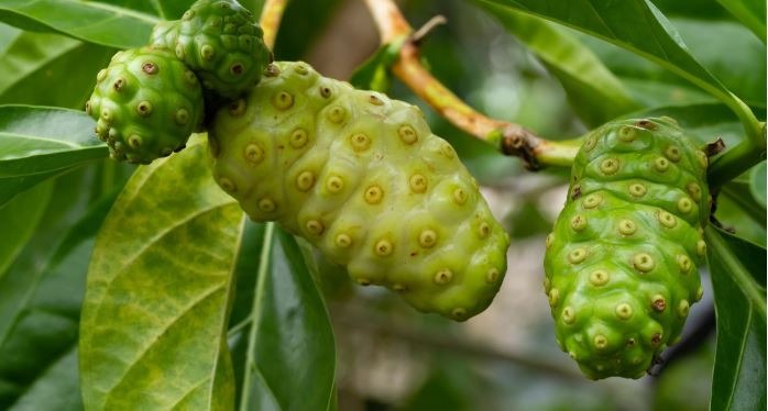 7 Manfaat Buah Mengkudu untuk Kesehatan