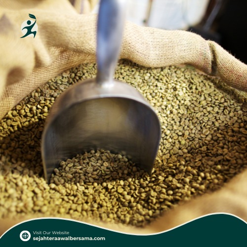 Harvesting Season for Coffee: Buy Robusta Coffee from PT Sejahtera Awal Bersama