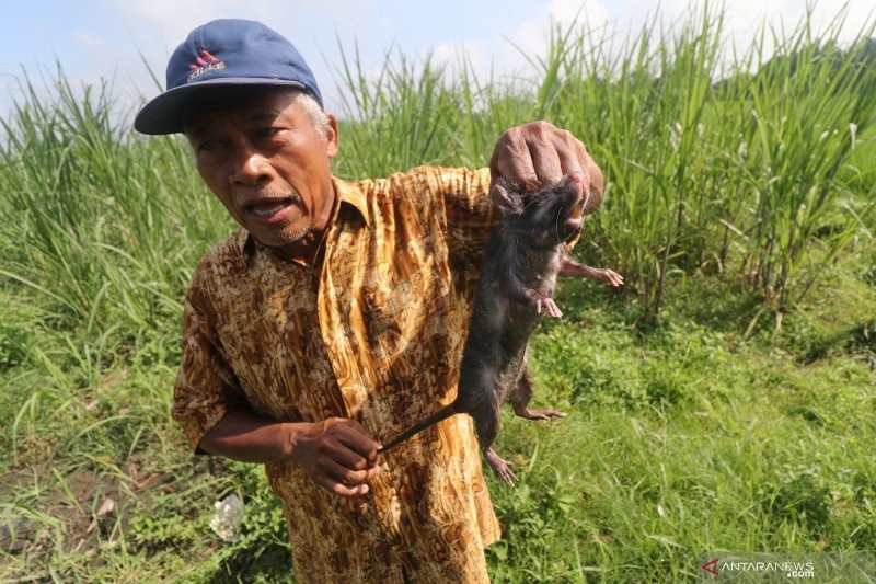 Cara Pengendalian Hama Tikus Sawah