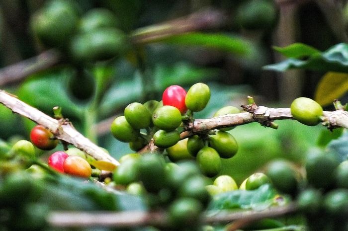 Gayo Coffee on the Brink of a Climate Crisis: How Can Farmers Survive?