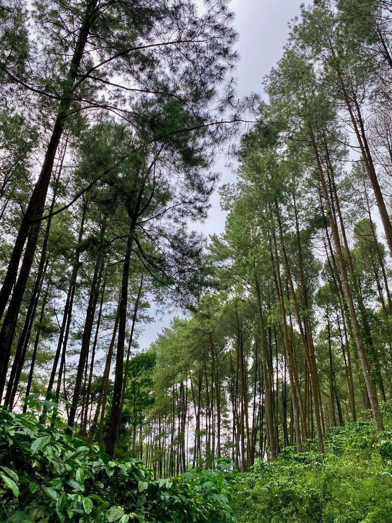 Our Coffee Plantation
