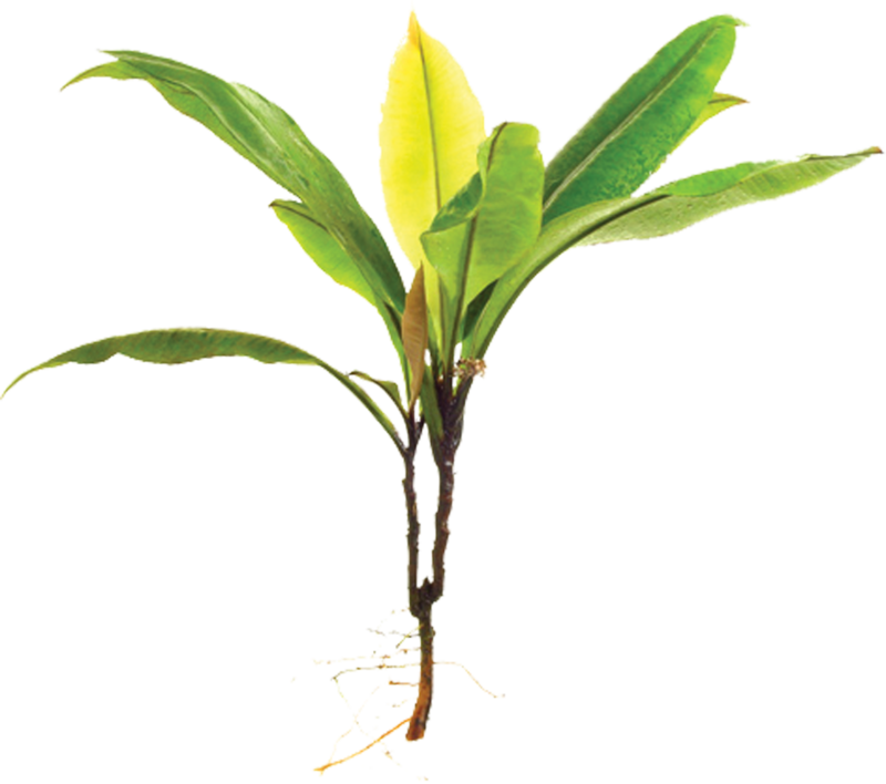Kacip Fatimah