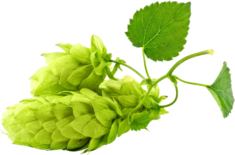 Hops