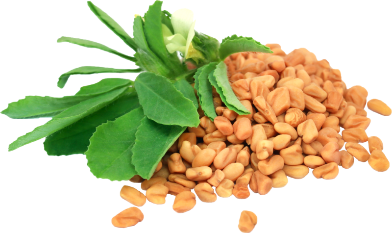 Fenugreek