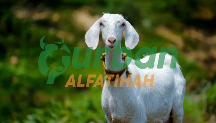 Tata Cara Penyembelihan Hewan Qurban, Lengkap dan Mudah Dipahami