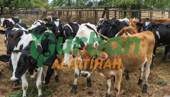 Kesalahan Umum dalam Ibadah Kurban, Wajib Diketahui!